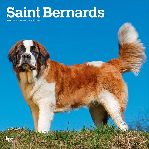 Saint bernards calendar 2027 - saint,