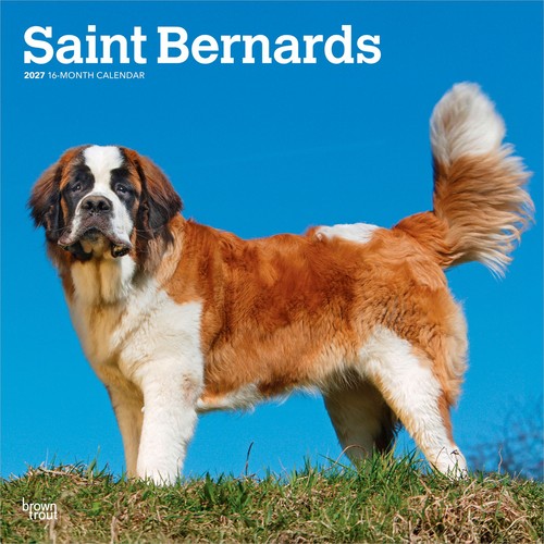 Saint bernards 2027 - bernards, |