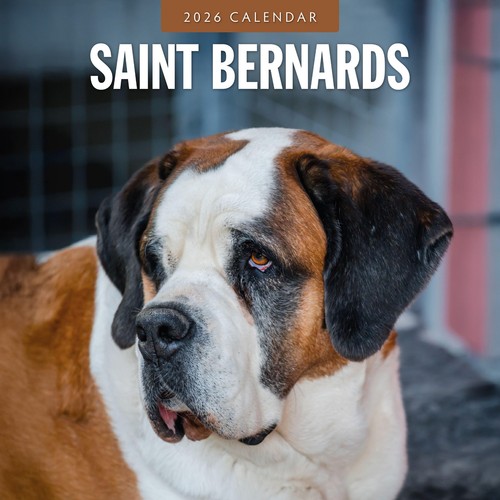 Saint bernards 2026 square - saint,