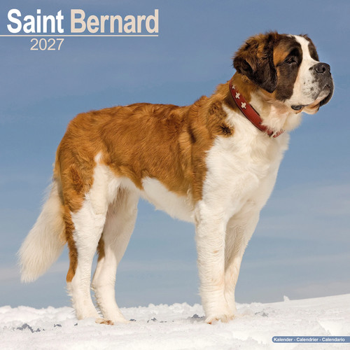 Saint bernard 2027 - bernard,