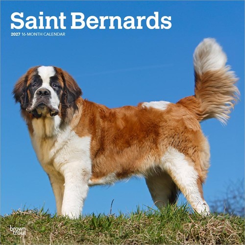 Saint bernards 2027 calendar - saint,