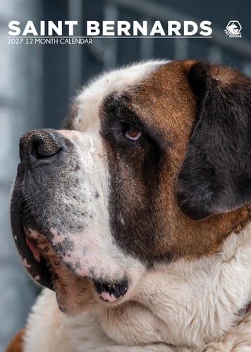 Saint bernard 2027 a3 wall - saint,