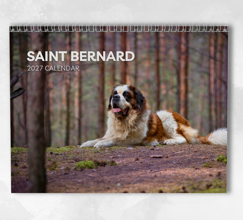 Saint bernard calendar 2027 - calendar,